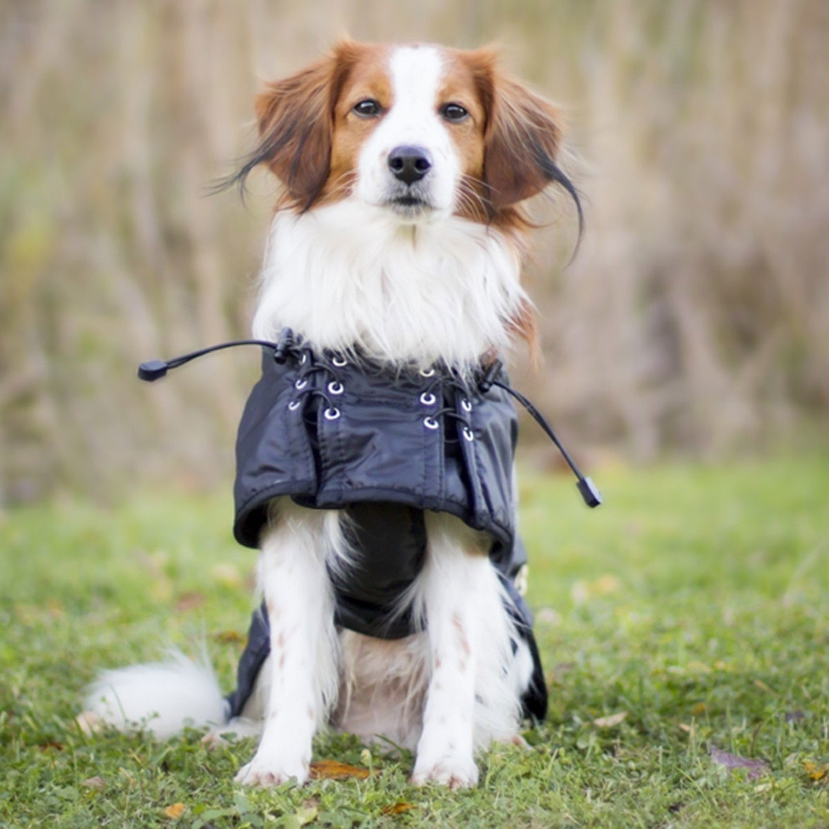 Koiranloimi Back on Track