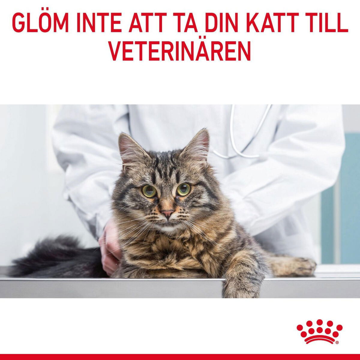 Royal Canin Appetite Control Care kissan kuivaruoka