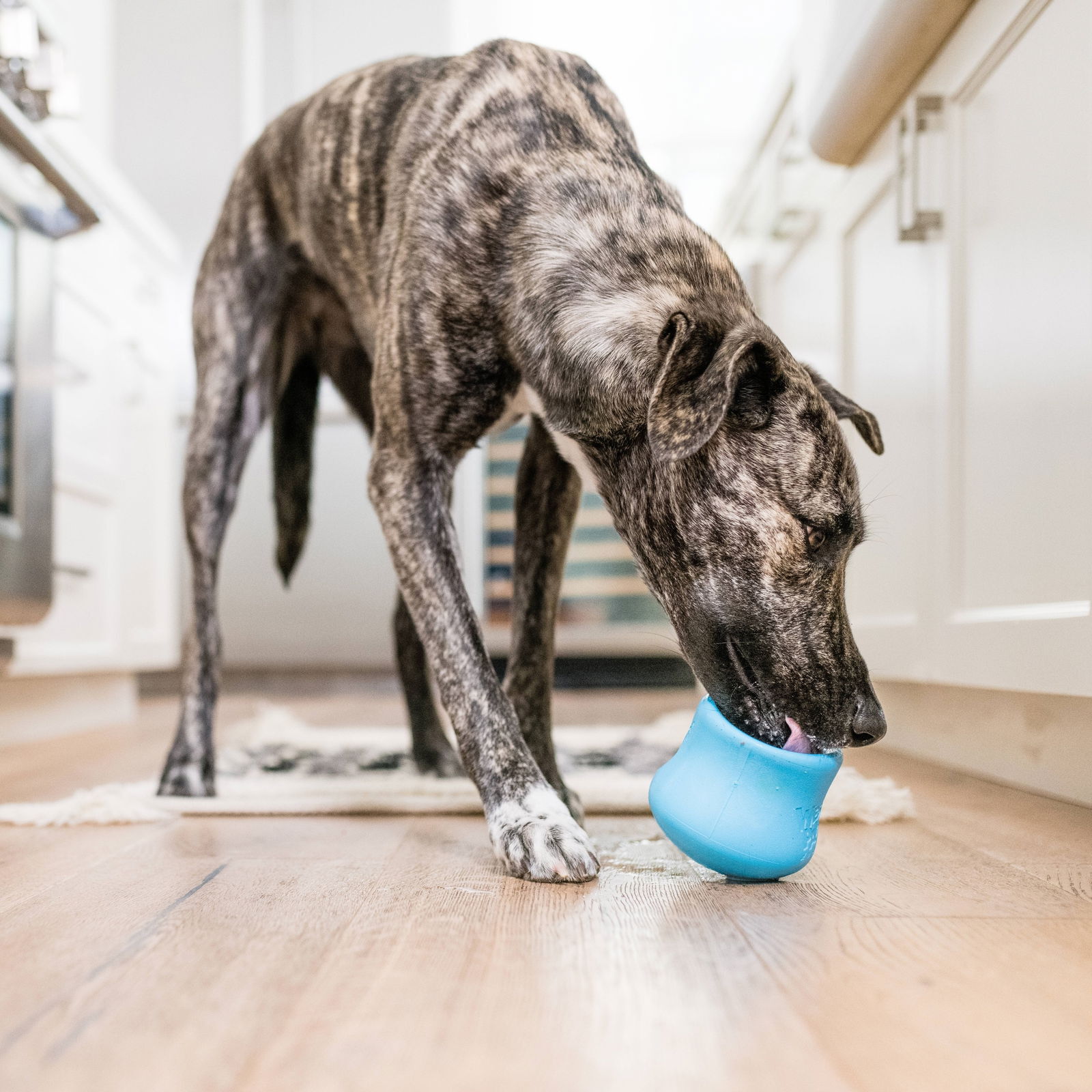 West Paw Toppl aktivointilelu turkoosi