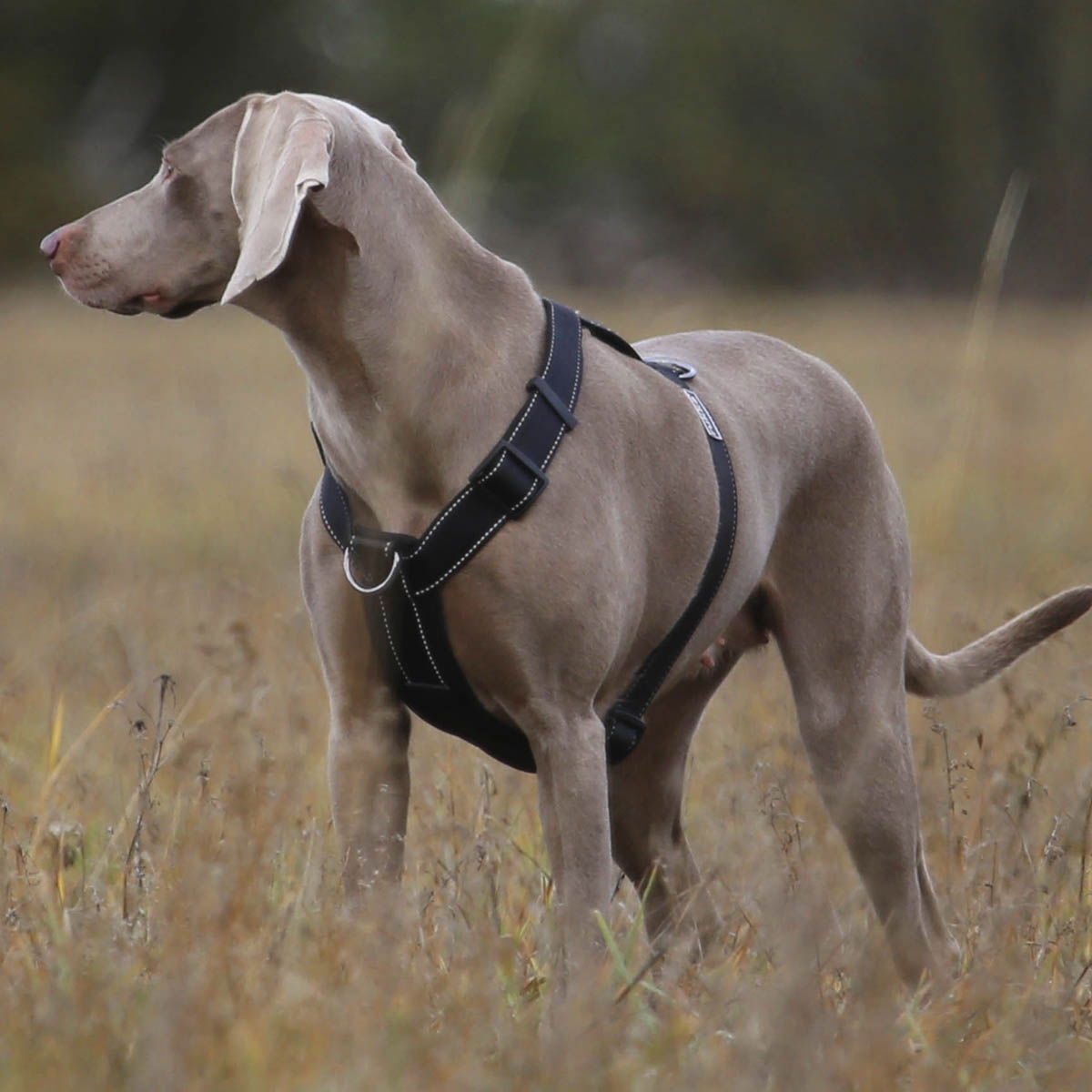 Rukka Form Polar Y-valjas musta