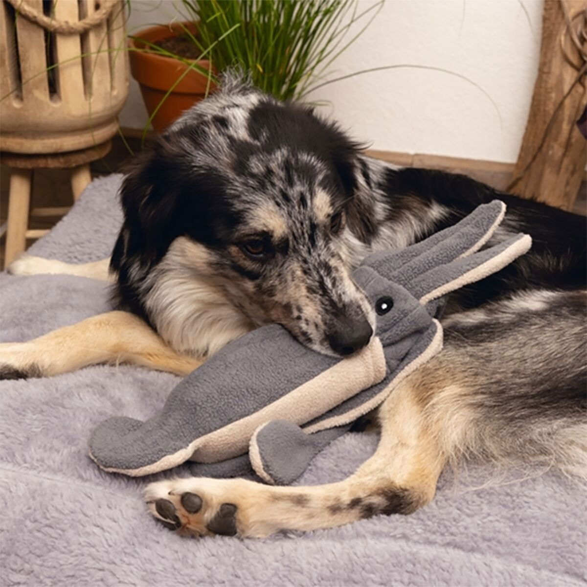 Beeztees minus one Dog Toy squid