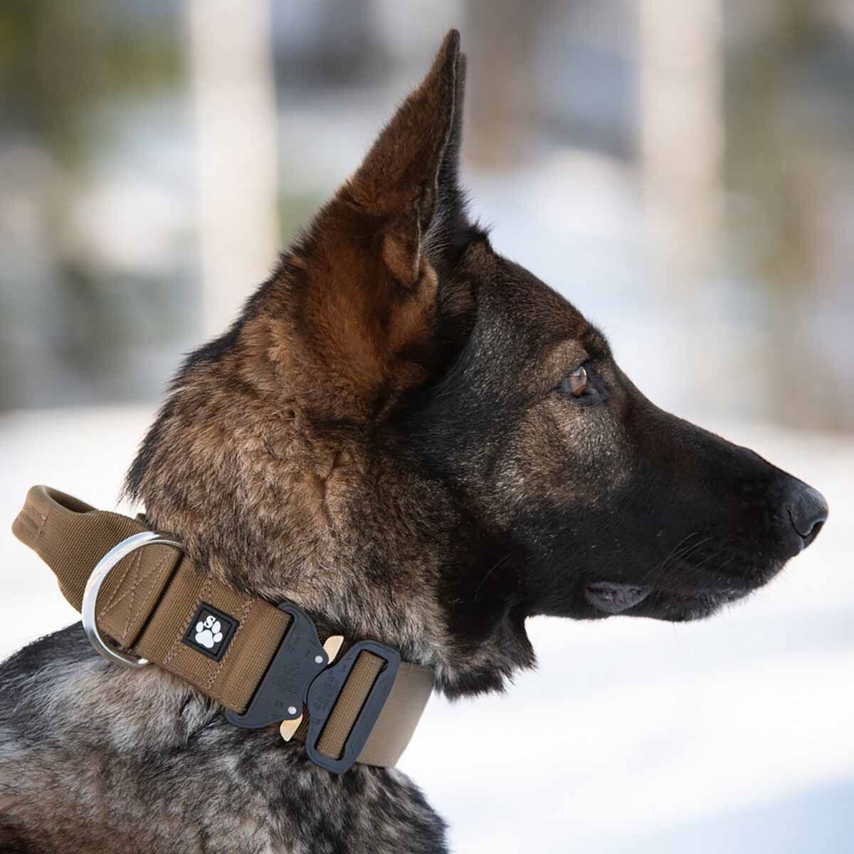 Salmiakkitassu Cobra collar with handle coyote