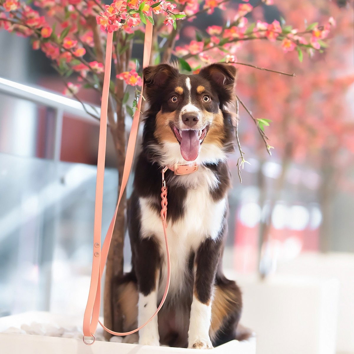 Tyylivoitto Braid talutin, persikka/ruusukulta