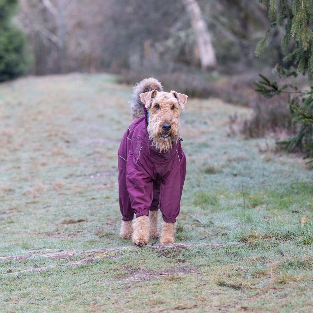 Rukka Thermal koiran talvihaalari, viininpunainen