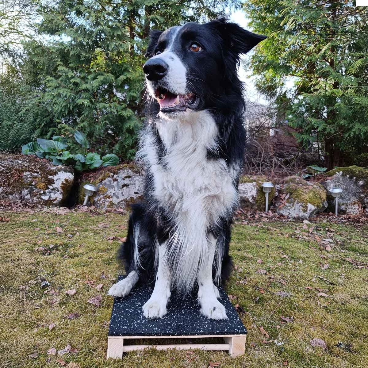 Loype Target Hamtal rubber dark