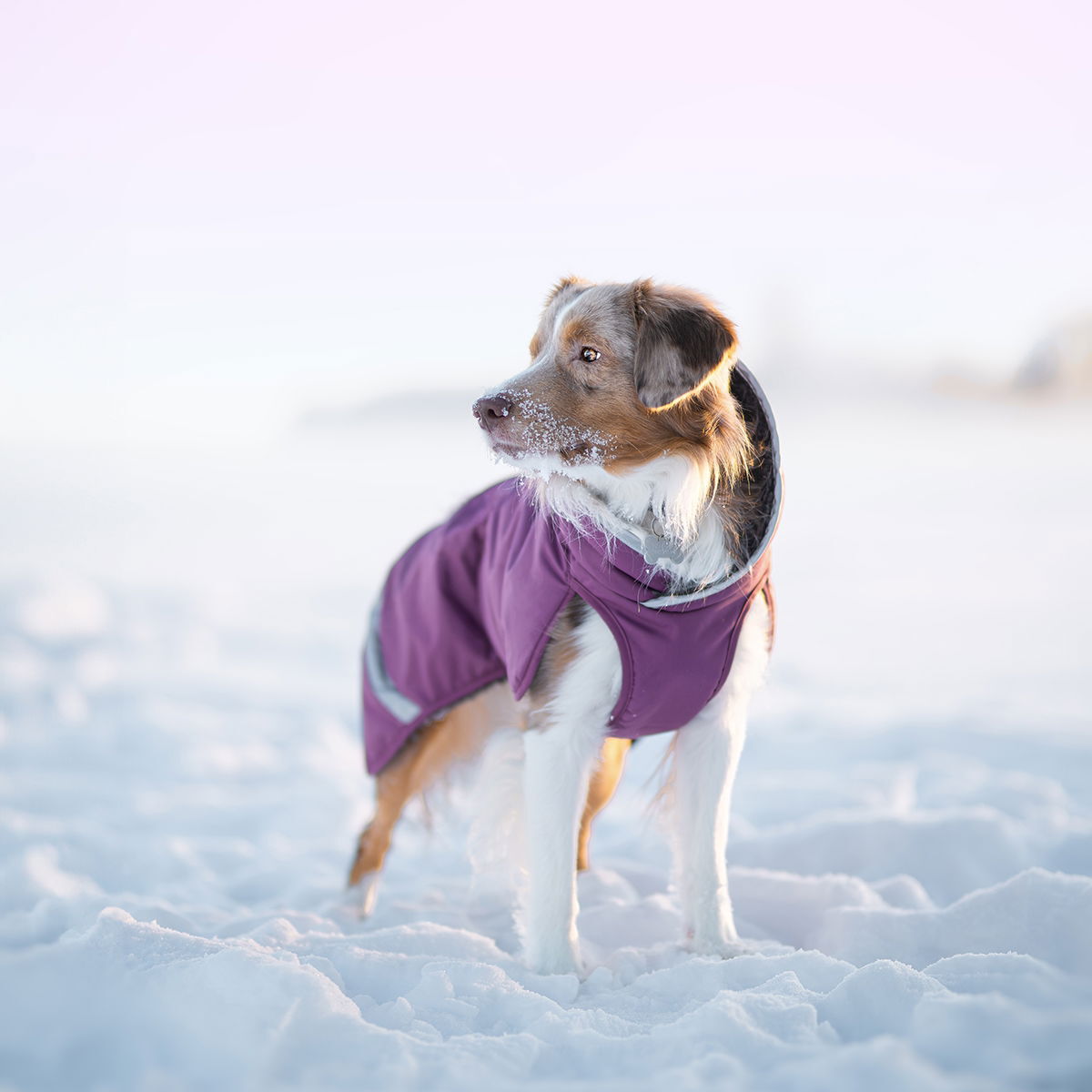 ToppaPomppa for harness Plum