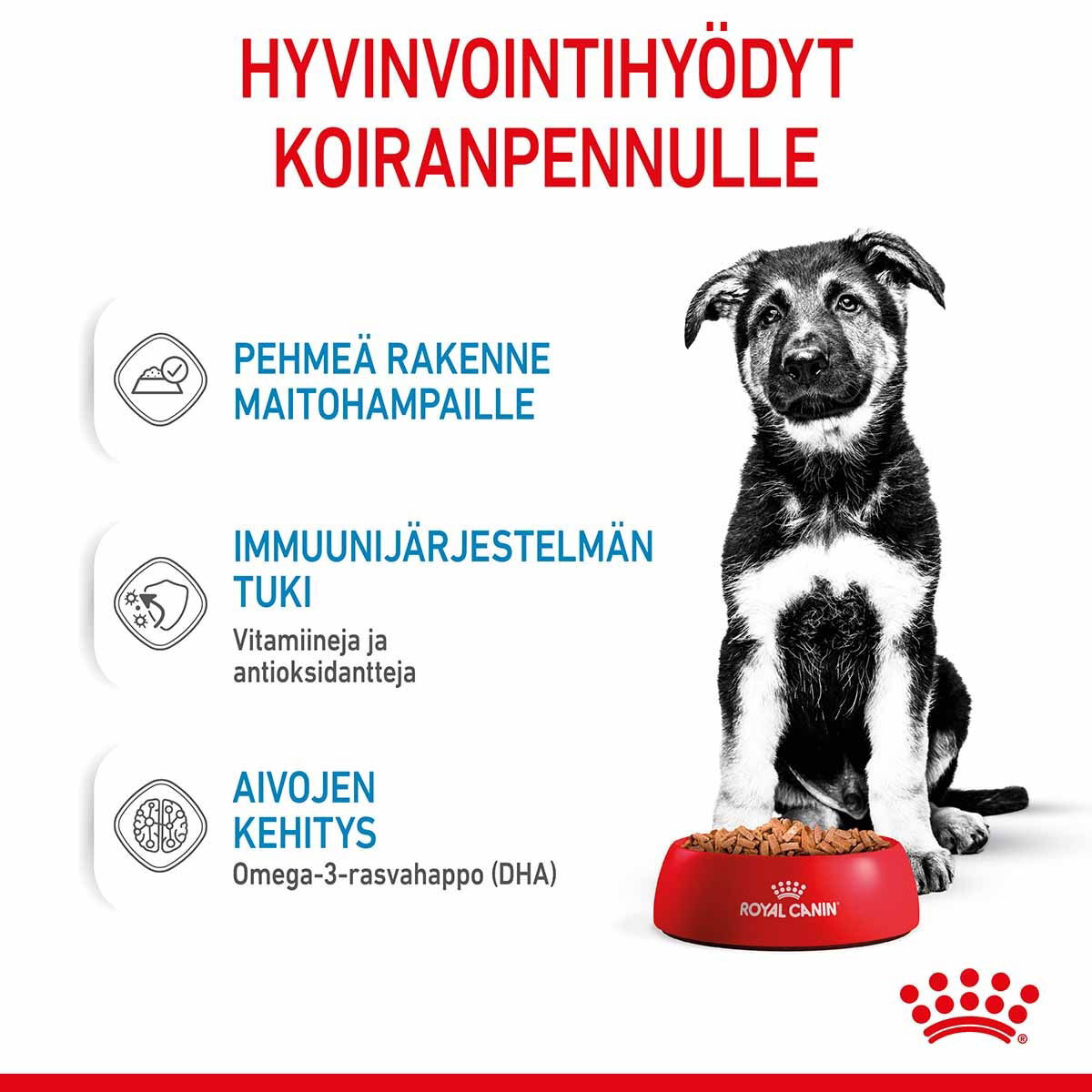 Royal Canin Maxi Puppy Gravy koiranpennun märkäruoka