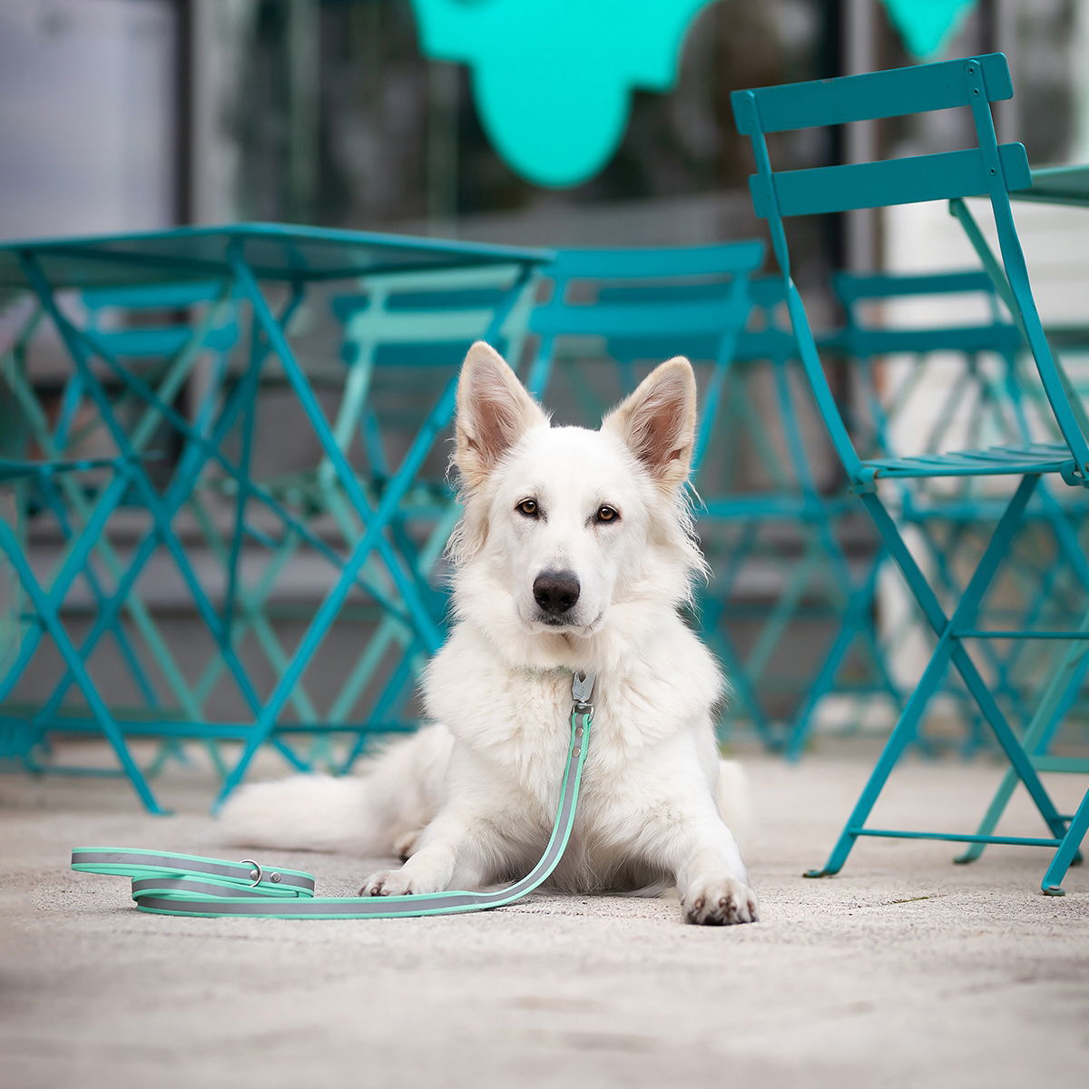 Tyylivoitto Shine EAZY reflective leash, mint