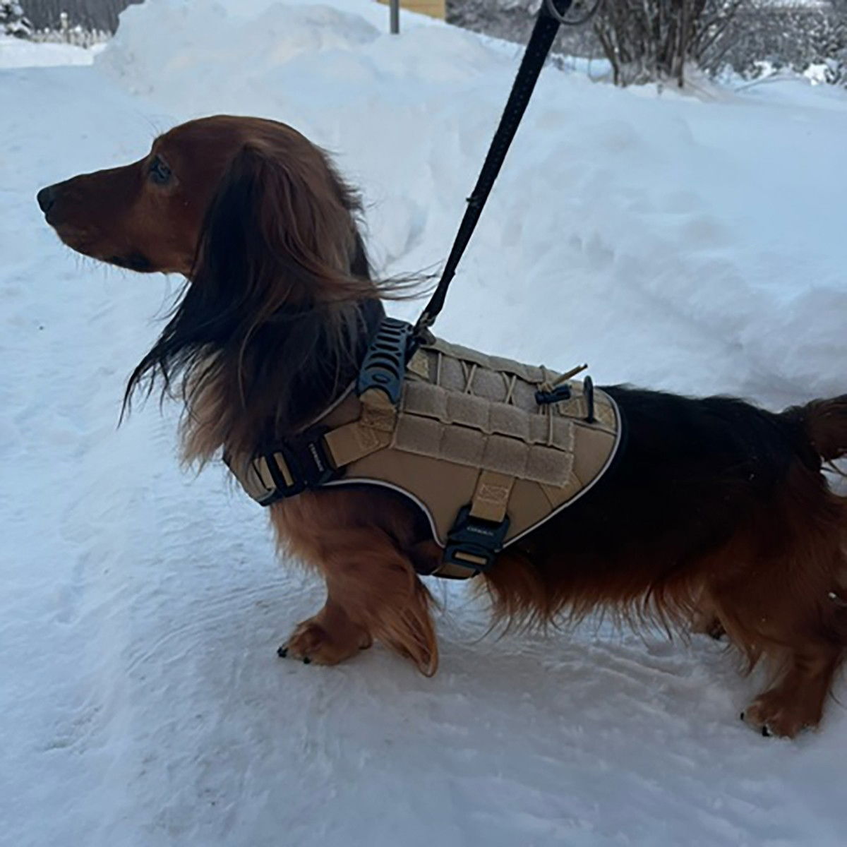 Cerberos Tactical valjaat hiekan ruskea