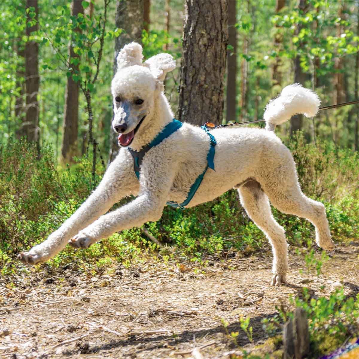 Non-Stop Line harness 5.0, teal