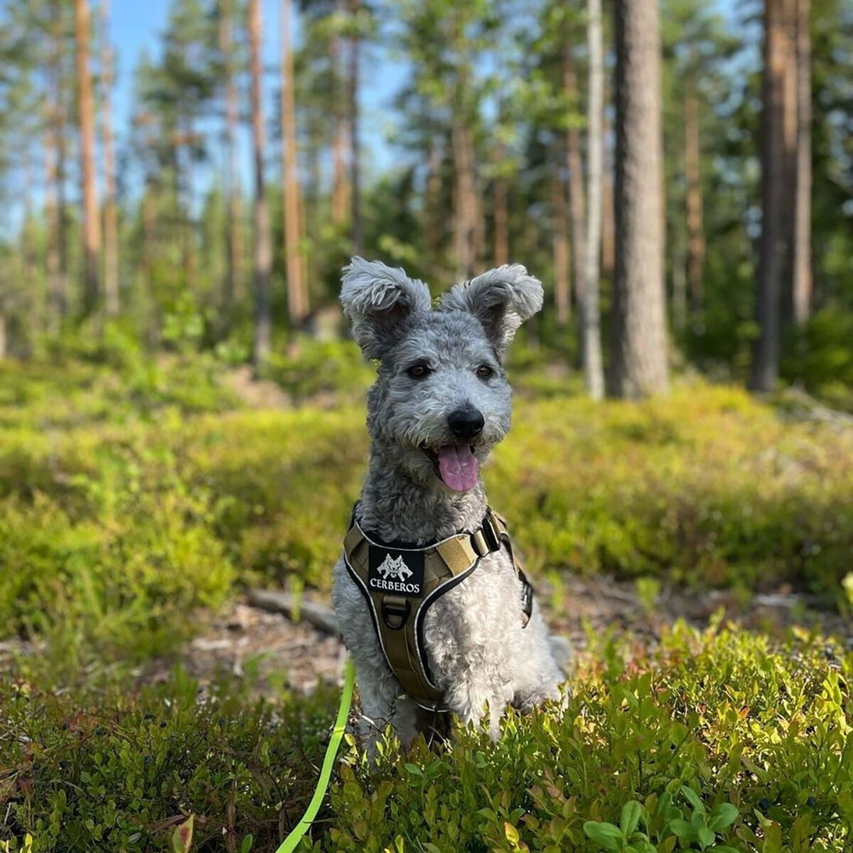 Cerberos Active valjaat hiekan ruskea