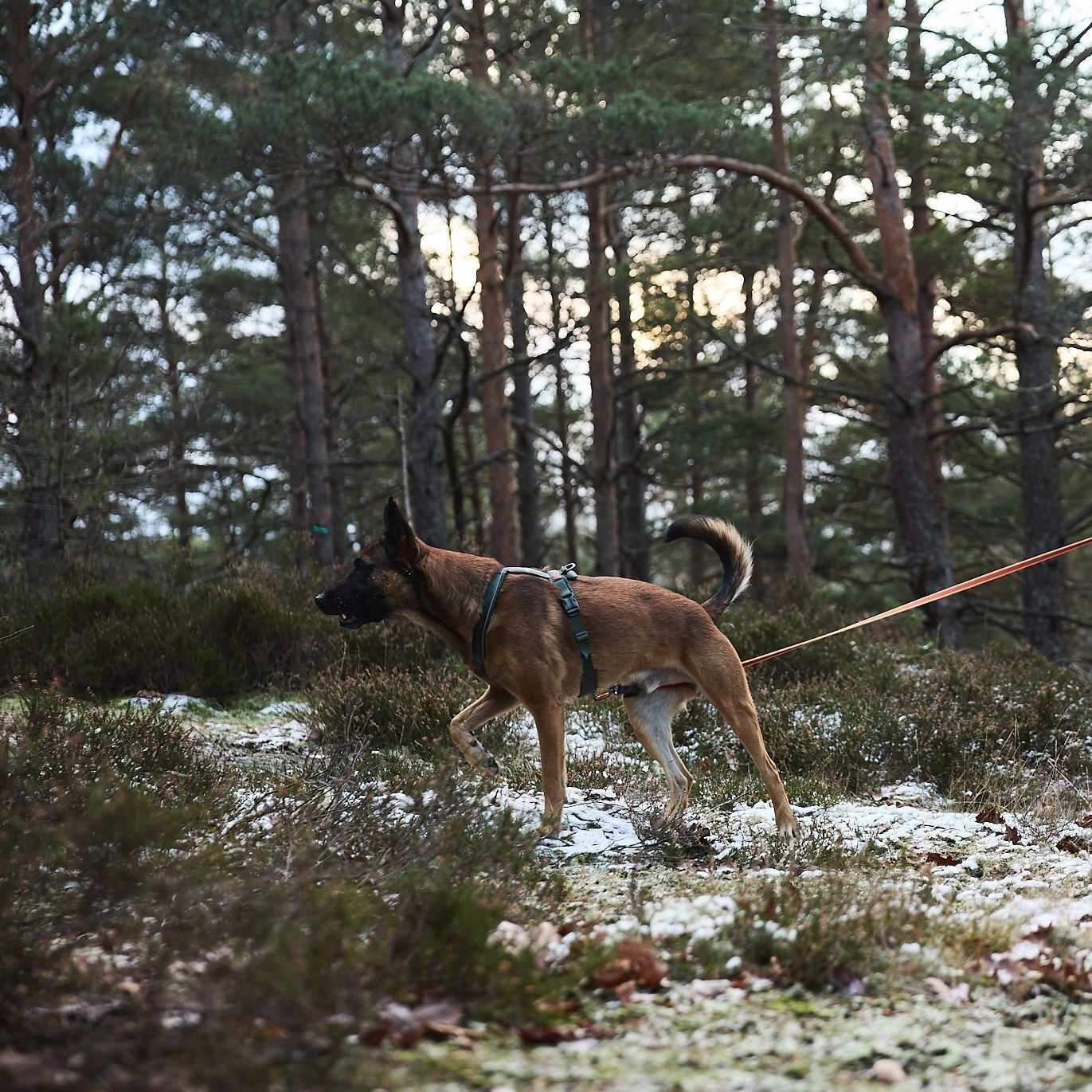 Non-Stop Friction long line, orange