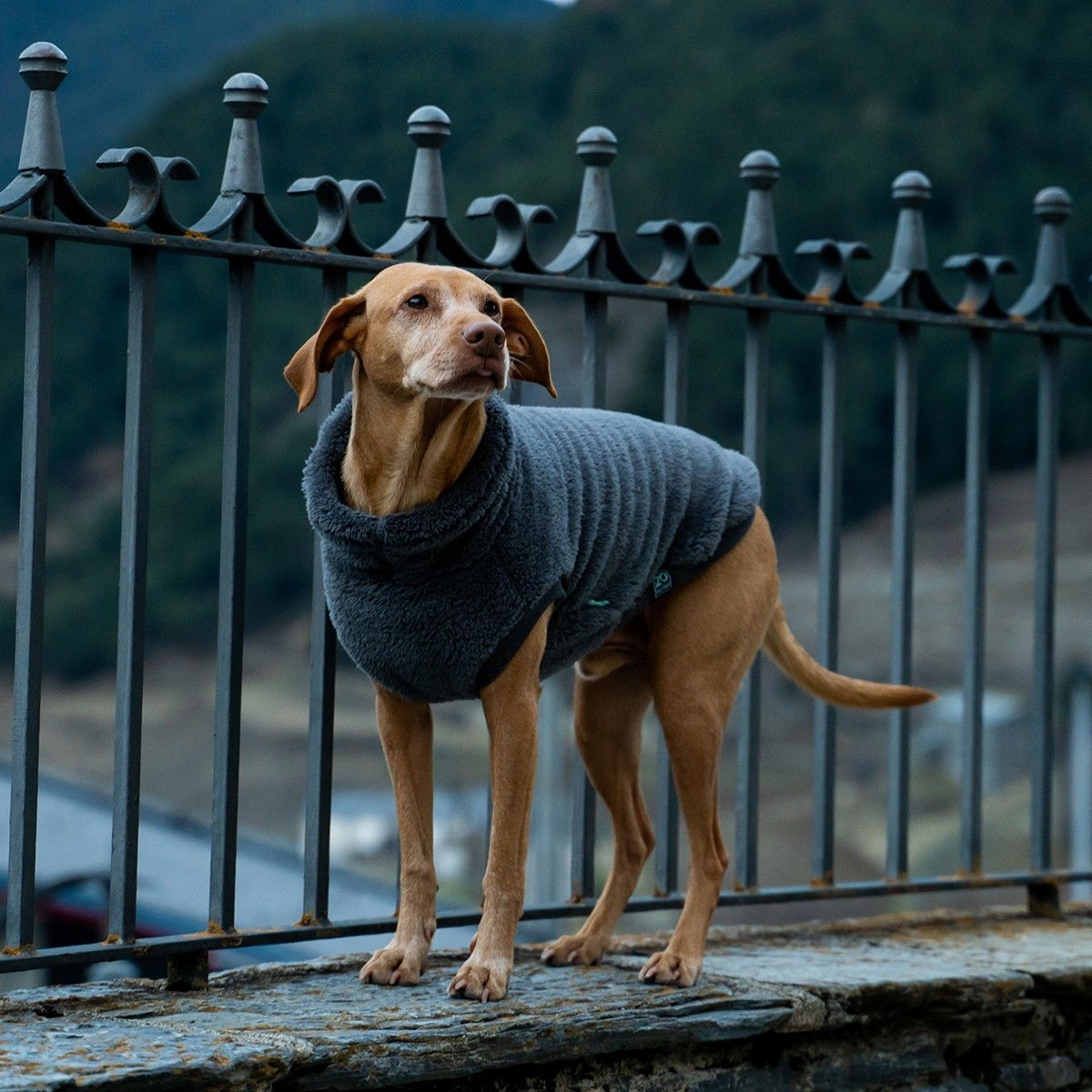 FuzzYard sweater Turtle Teddy, charcoal