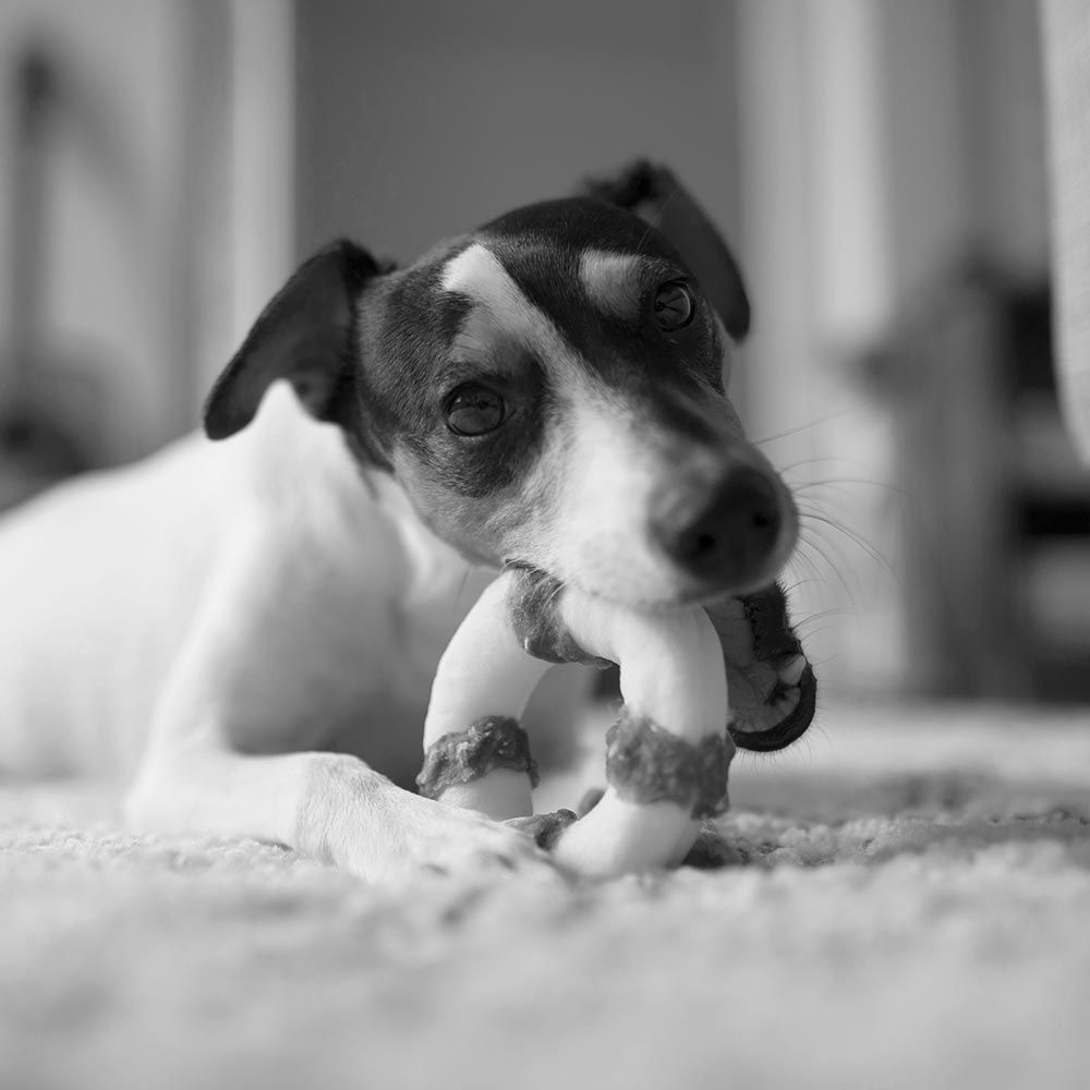 POCCA Buffalo donitsi 2kpl