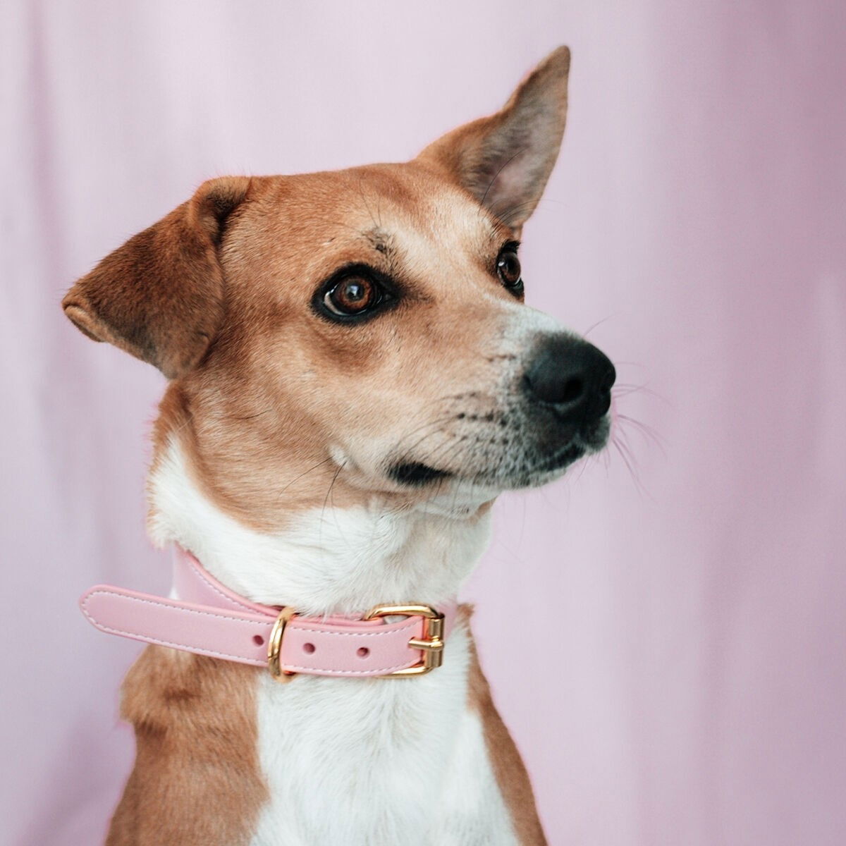 Collar of Sweden collar wide pink