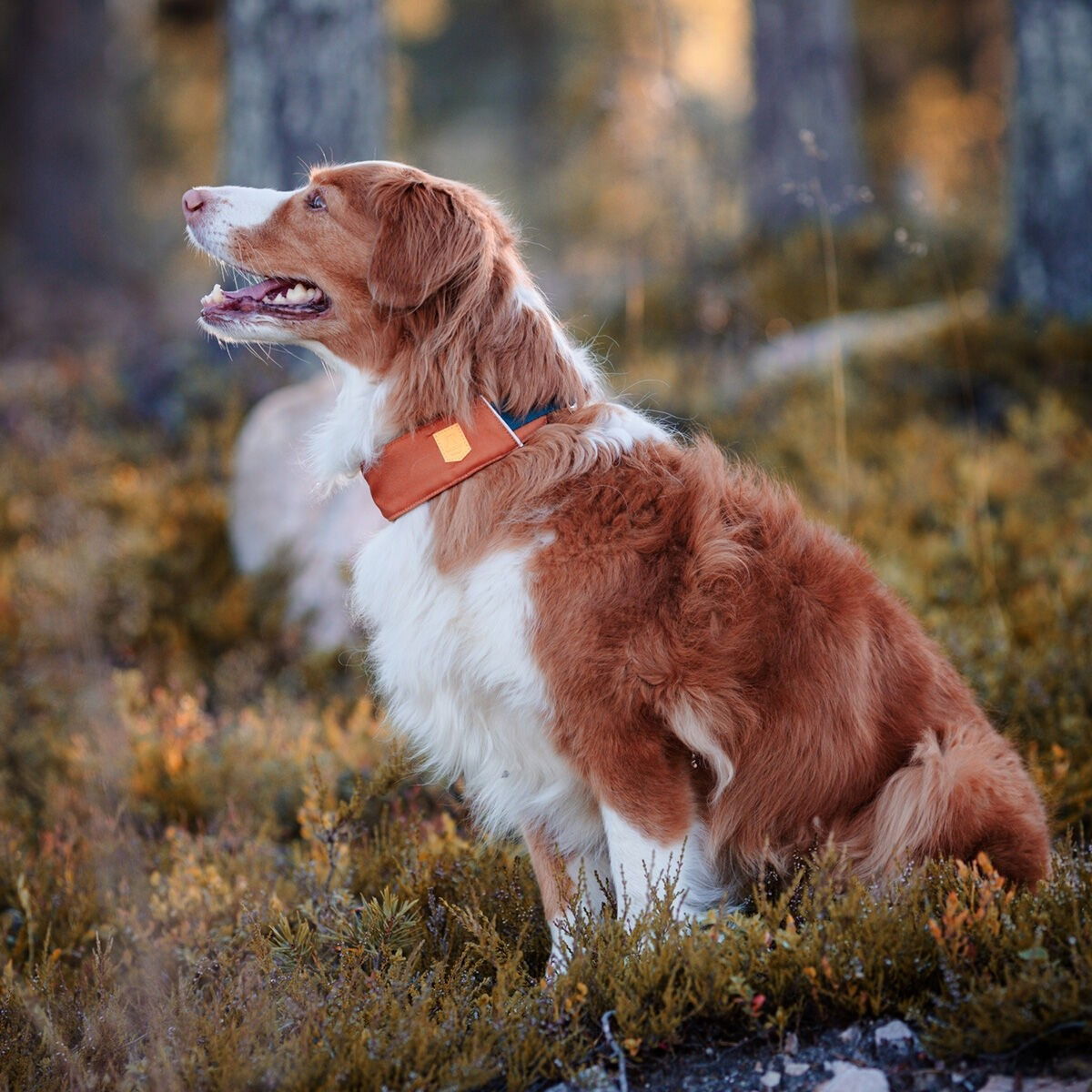 Woolly Wolf Alpha 360 panta Terracotta Mix