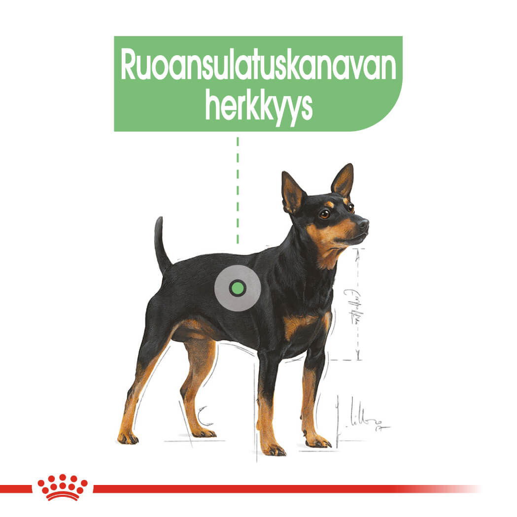 Royal Canin Digestive Care Adult Loaf koiran märkäruoka