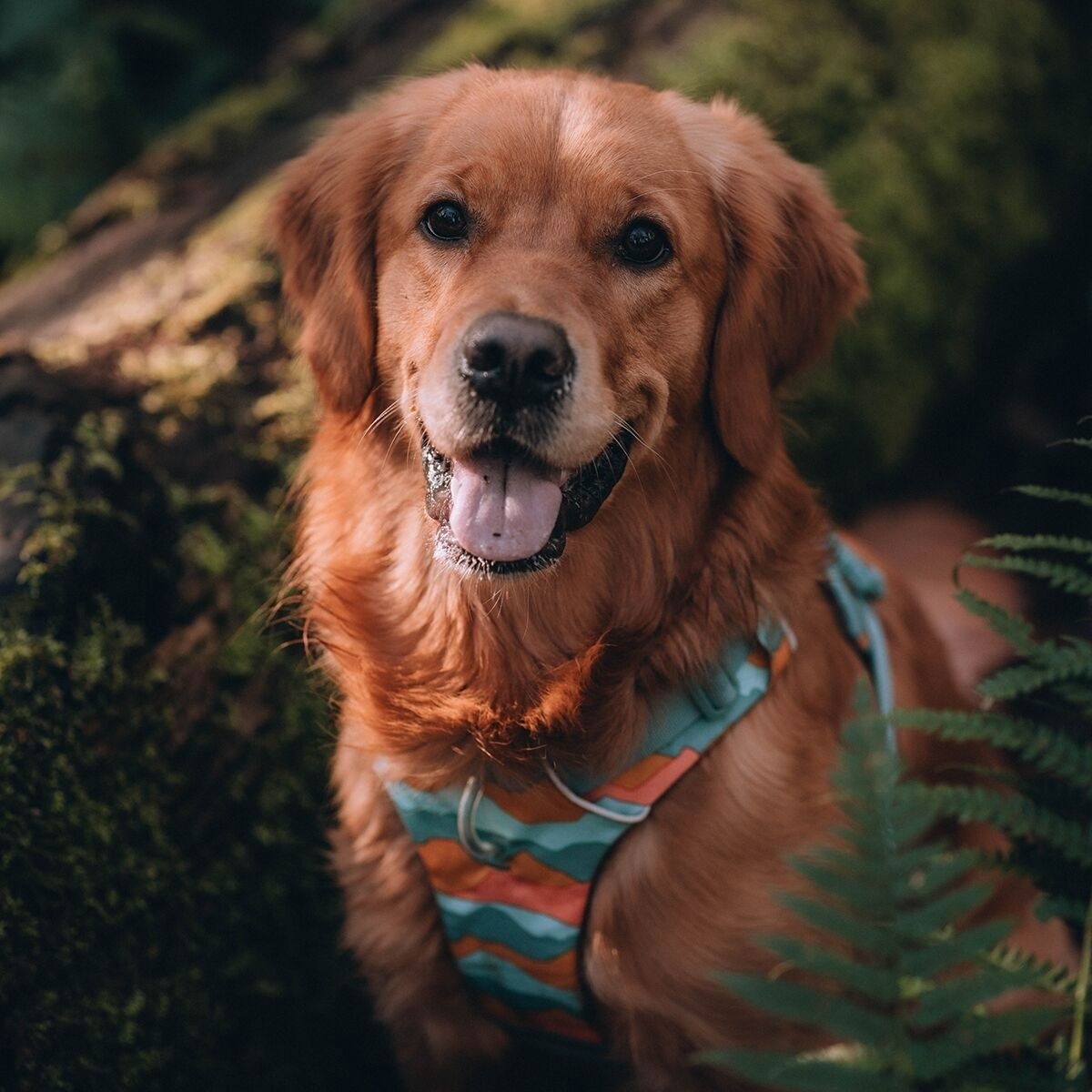 Ruffwear Front Range Harness Spring Mountains