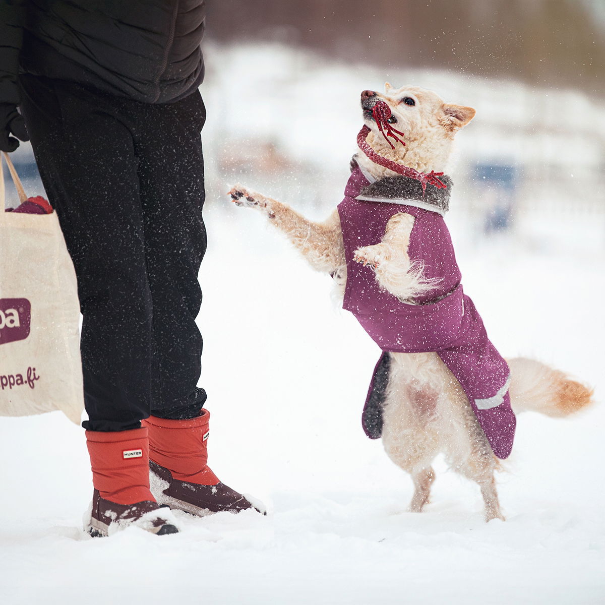 ToppaPomppa for harness Plum