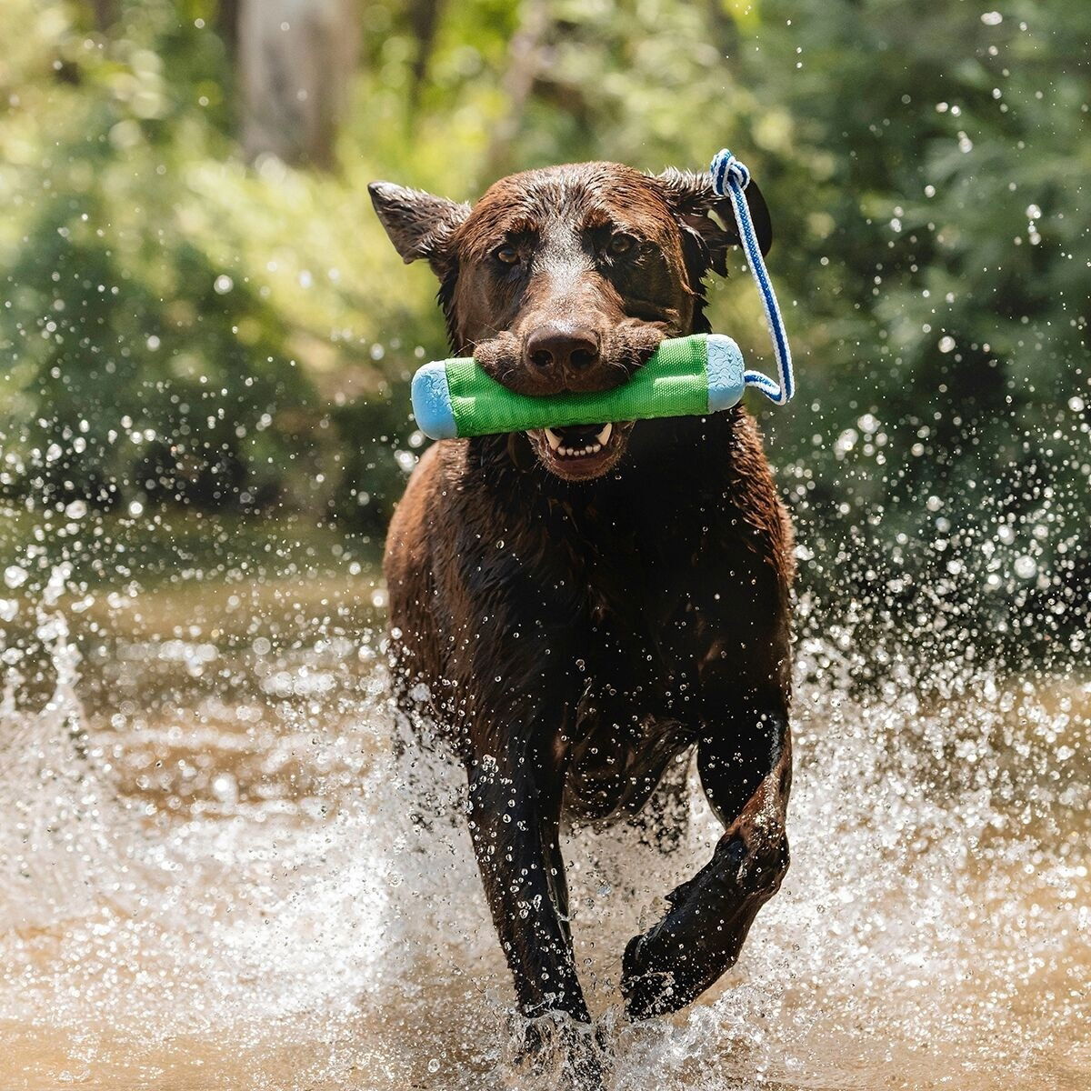 Chuckit Bumper Dummy -noutolelu