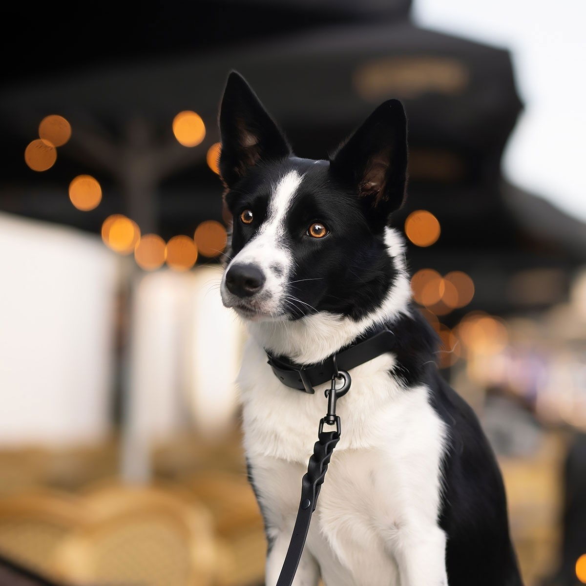 Tyylivoitto Classy collar, Black on Black