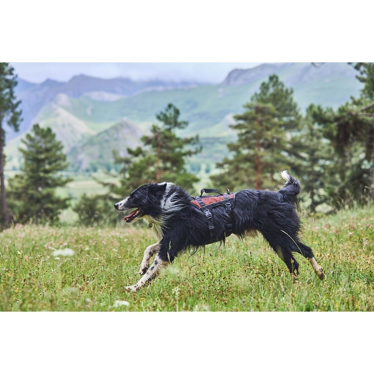 Non-Stop Rock Long valjas musta/oranssi