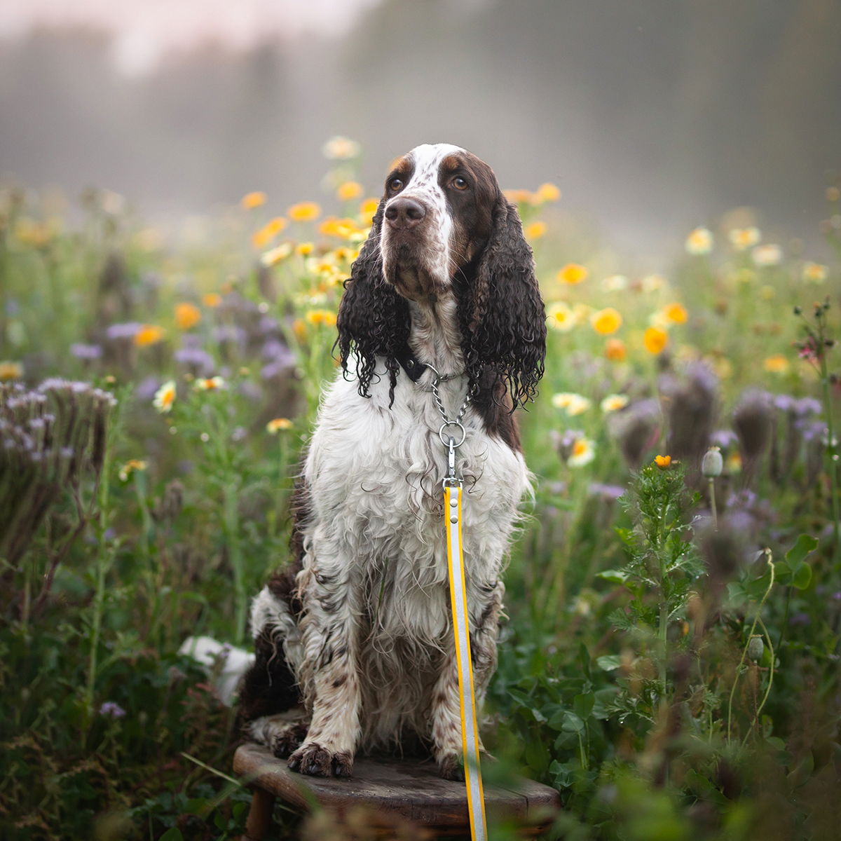 Heijastintalutin Tyylivoitto Shine Eazy, keltainen
