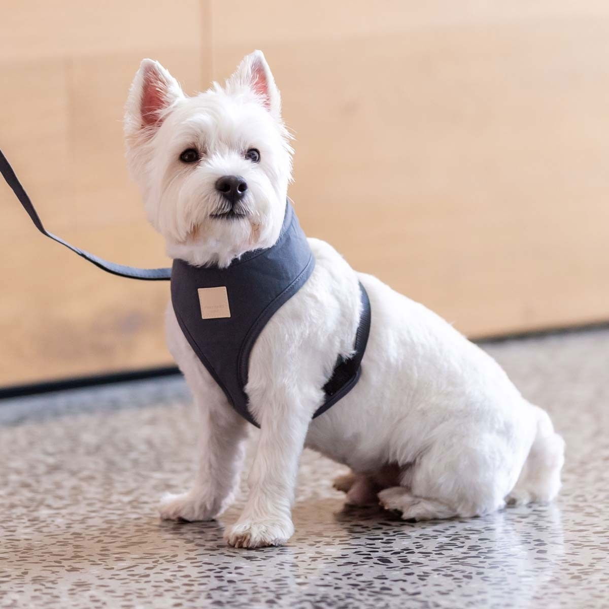 Koiran puuvillavaljas FuzzYard Life, harmaa