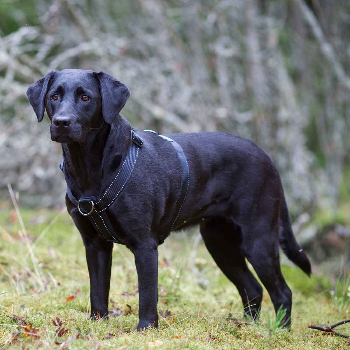 Rukka Form Polar Y-valjas musta