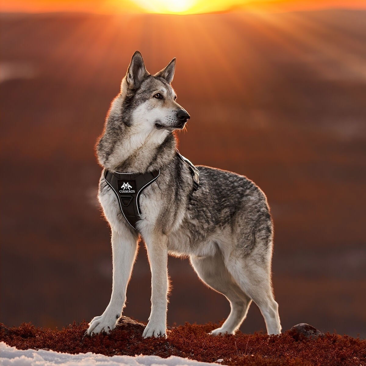 Cerberos Tactical valjaat musta