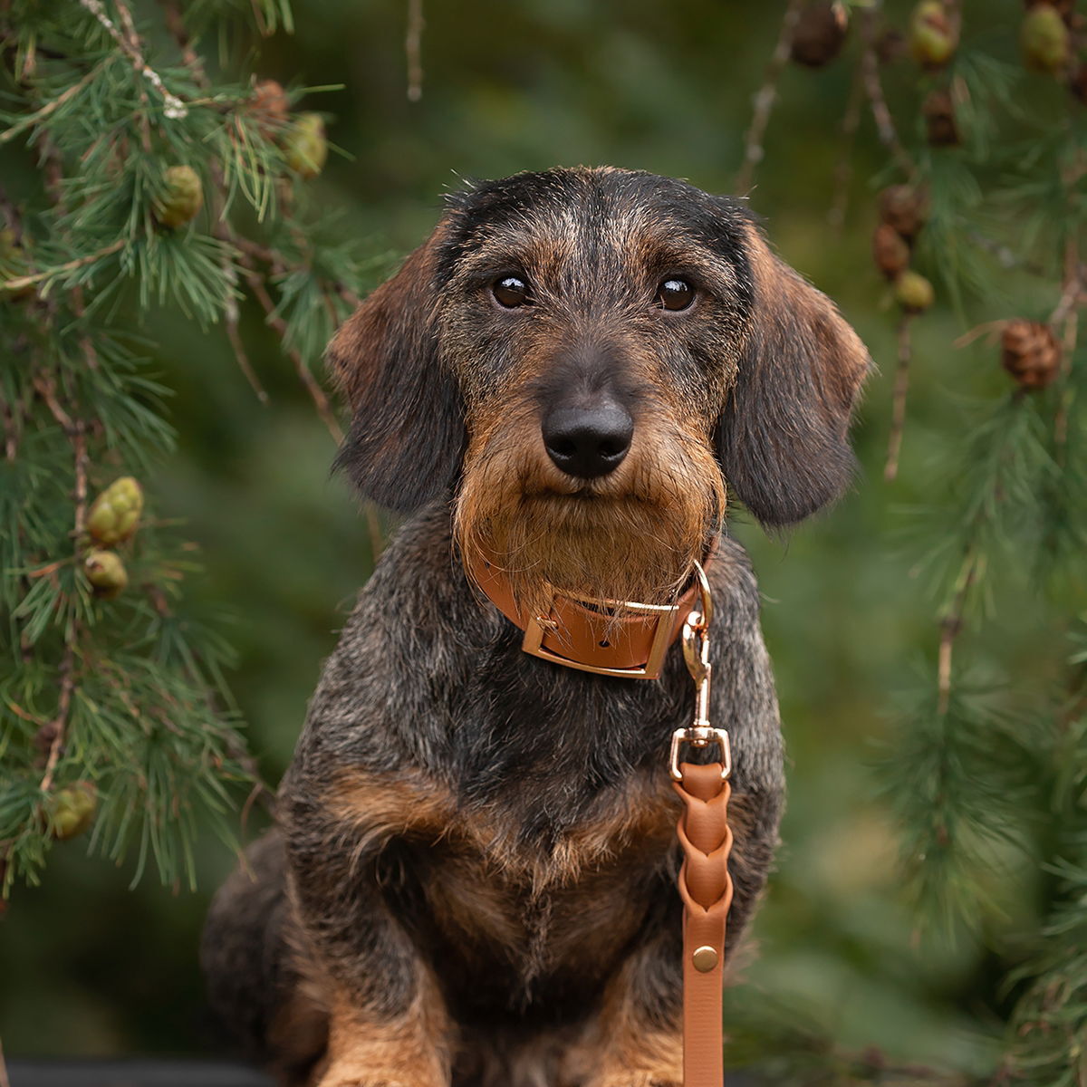 Tyylivoitto Classy collar, cognac