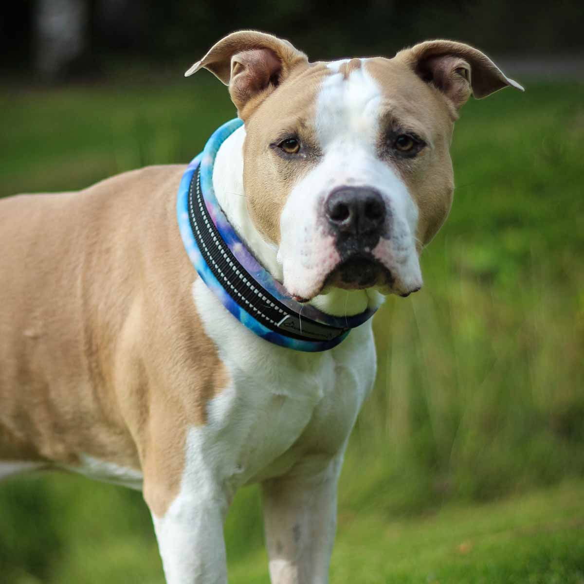 Kusse&Kutta extraleveä lycra-panta, sininen tähti