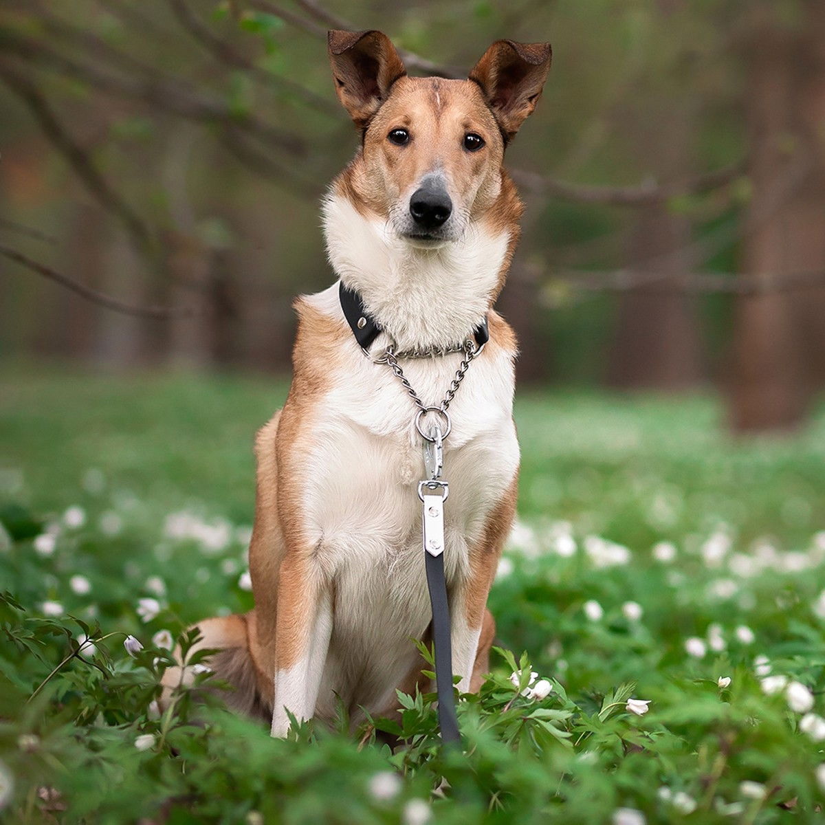 Tyylivoitto Clever puolikiristävä panta, musta