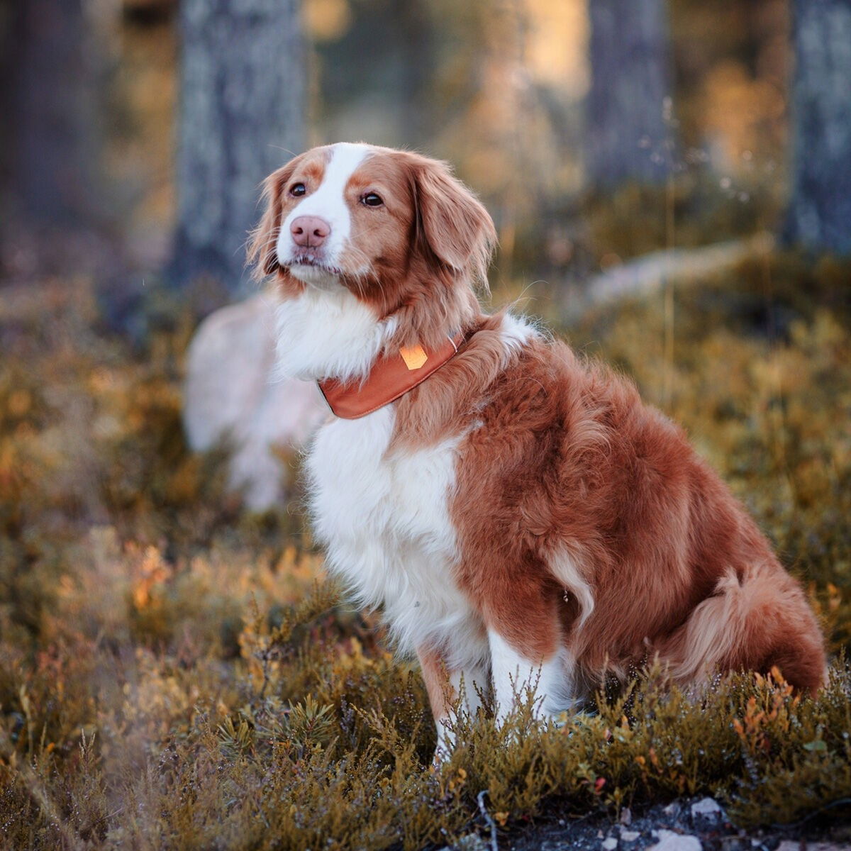 Woolly Wolf Alpha 360 panta Terracotta Mix