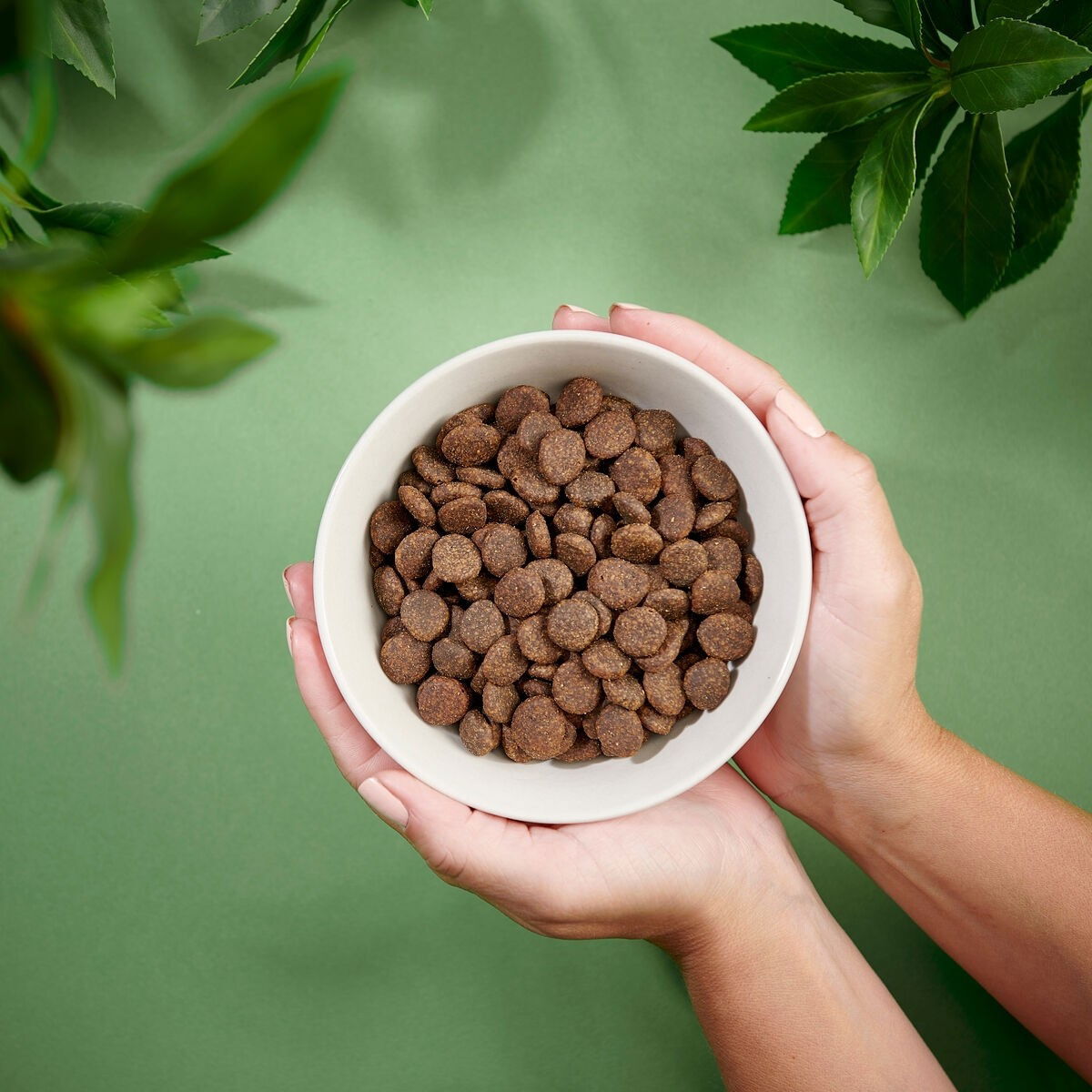 PN Dog Adult GF Salmon