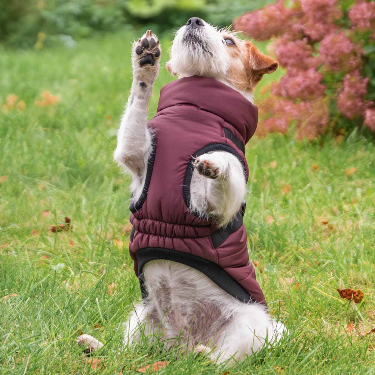 Trixie Pirou coat with harness, sangria