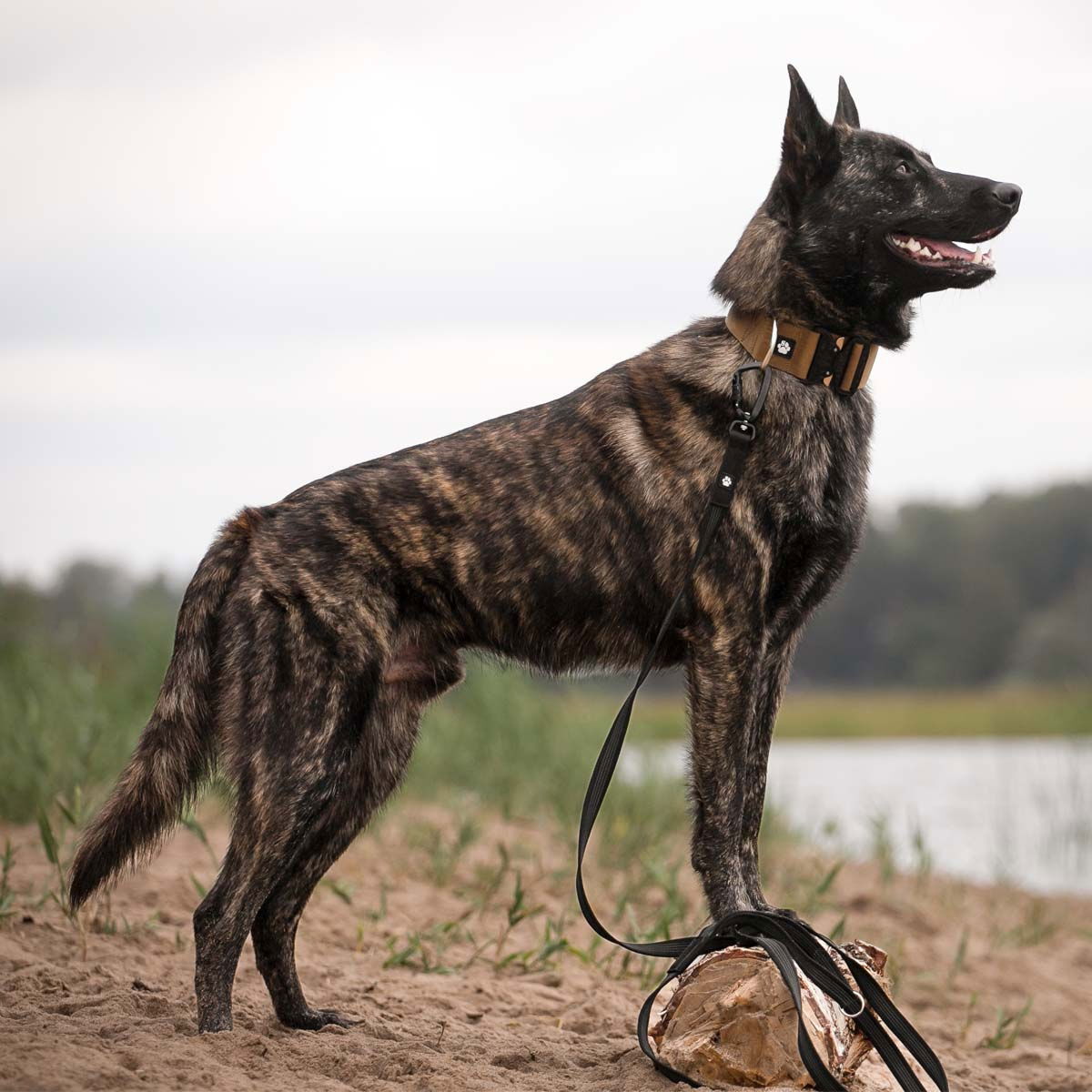 Salmiakkitassu Cobra collar with handle coyote