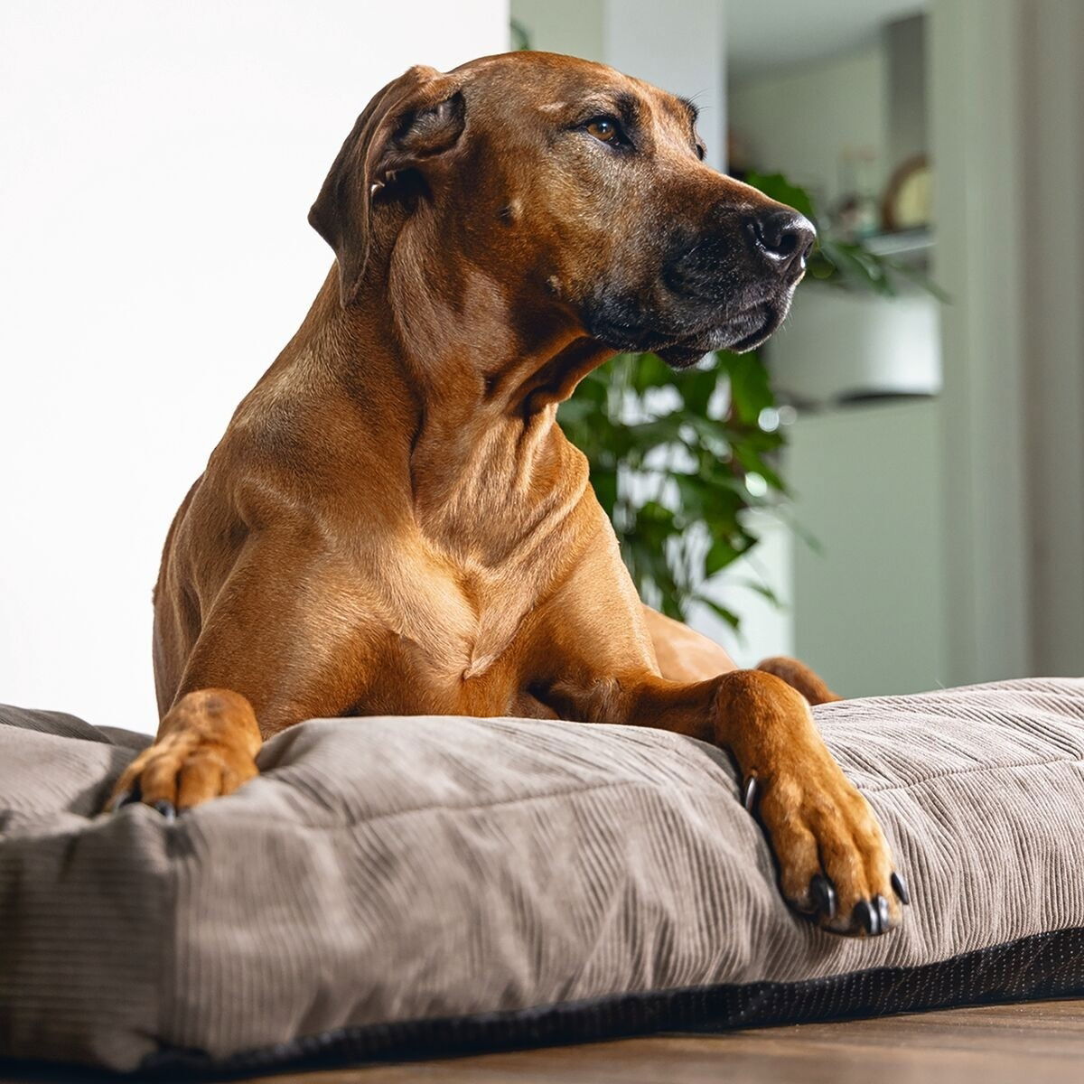 Beeztees Orthopedic matress Veo mocha